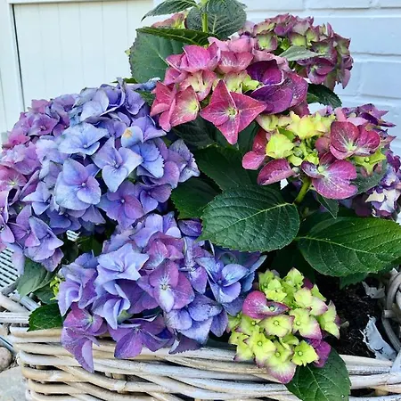 Bosbuell Huus Apartament Bosbull